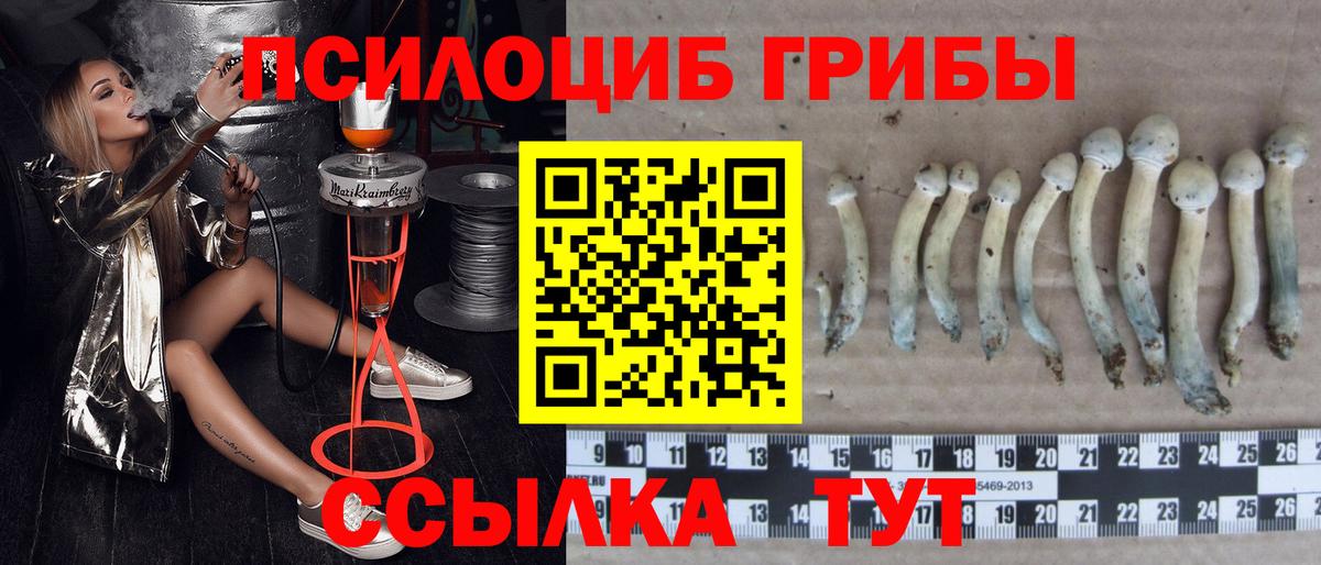 Псилоцибиновые грибы прущие грибы Урай